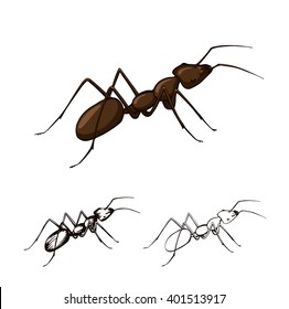 illustration set of ants on a white background . Vector stylized image