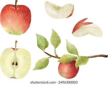 Illustration set of apple painted with watercolor