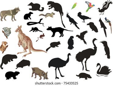 illustration with set of australian animals and birds isolated on white background