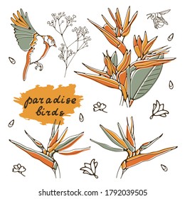 Illustration set of beautiful nature elements birds and flowers