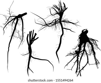 illustration with set of black roots isolated on white background