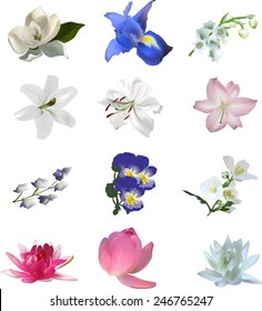 illustration with set of blooms isolated on white background
