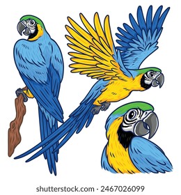 an illustration set of blue and gold macaw tropical exotic bird in cartoon drawing style