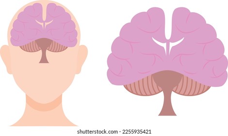 Illustration set of the brain seen from the front