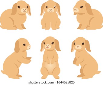 Illustration set of brown Holland Lop rabbits