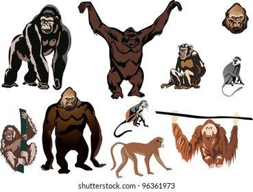 illustration with set of brown monkeys isolated on white background