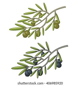 Illustration set of brunches olives with olives. Vector
