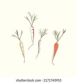 Illustration Set von Karotten. Vektorlinienzeichnung von violetten und gelben Karotten mit Grün.  Zeichnung für die Verpackung oder das Rezept-Design.