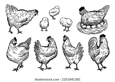 illustration set of chickens doodle style