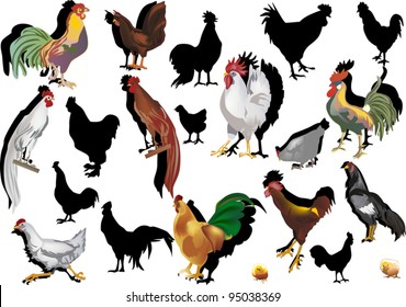 illustration with set of chickens isolated on white background