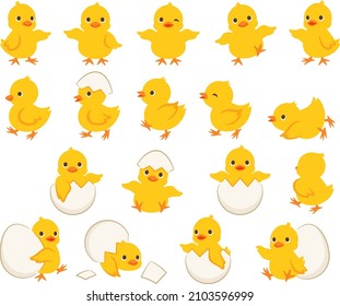 Illustration set of chicks in various poses and chicks born from eggs