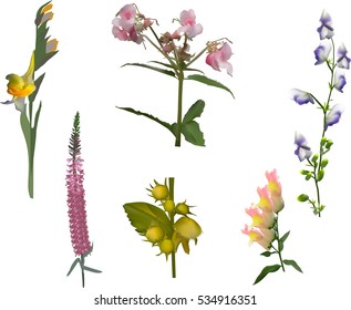 illustration with set of color flowers isolated on white background