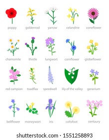 Illustration of set of colorful wildflowers