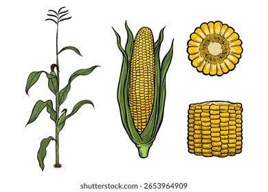Illustration einer Reihe von Maispflanzen, handgezeichnet
