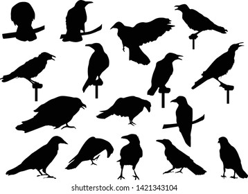 illustration with set of crow silhouettes isolated on white background