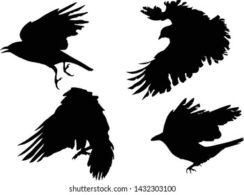 illustration with set of crow silhouettes isolated on white background