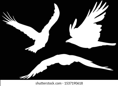 illustration with set of crow silhouettes isolated on black background