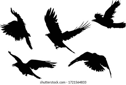 illustration with set of crow silhouettes isolated on white background