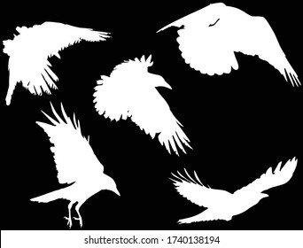 illustration with set of crow silhouettes isolated on black background
