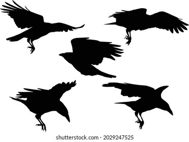 illustration with set of crow silhouettes isolated on white background