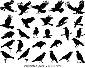 illustration with set of crow sketches isolated on white background