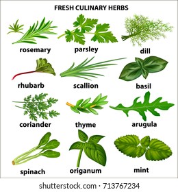 Illustration of a set of culinary herbs for a restaurant