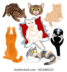 Illustration with set of cute cats on white background.