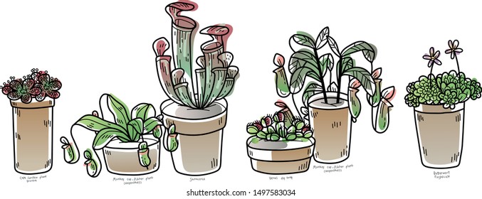 illustration set of difference species of ornamental carnivorous plants in pot (cape sundew plant-drosera, pitcher plant-monkey cup-nepenthes, sarracenia, venus fly trap-dionaea, pinguicula-butterwort