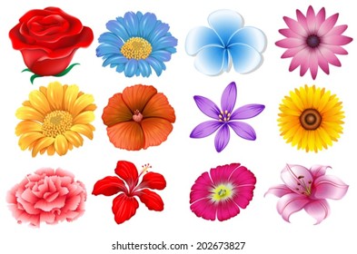 Illustration of the set of different flowers on a white background