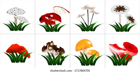 illustration set of different types of mushrooms