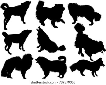 illustration with set of dogs isolated on white background