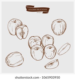 Illustration set of drawing apples Golden delicious elements. Hand draw illustration set for design.