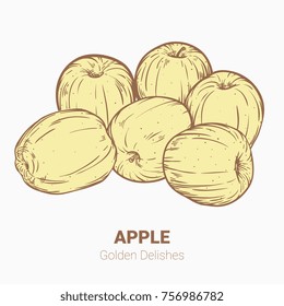 Illustration set of drawing apples Golden delicious elements. Hand draw illustration set for design.