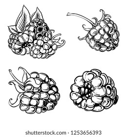 Illustration set of drawing raspberry. Hand draw illustration set for design. Vector engraving drawing antique illustration of raspberry with leafs.