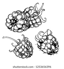 Illustration set of drawing raspberry. Hand draw illustration set for design. Vector engraving drawing antique illustration of raspberry with leafs.