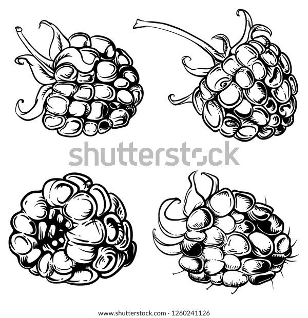 Illustration Set Drawing Raspberry Hand Draw Stock Vector (Royalty Free ...