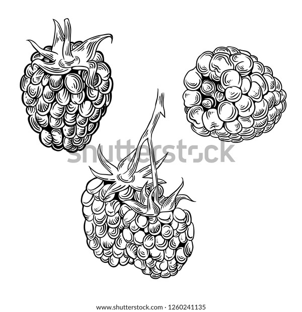 Illustration Set Drawing Raspberry Hand Draw Stock Vector (Royalty Free ...
