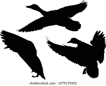 illustration with set of duck silhouettes isolated on white background