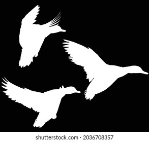 illustration with set of duck silhouettes isolated on black background