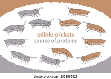 Illustration set of edible insects Cricket edible Next-generation protein resources