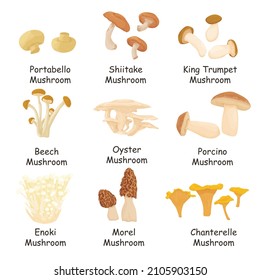 Zeichensatz von essbaren Pilzen mit Namen einzeln auf weißem Hintergrund. Pilzsorten. Porcini. Morel Pilz. Chanterelle. King Trumpet Mushroom. Schiitake. Portobella. Enok. flach 