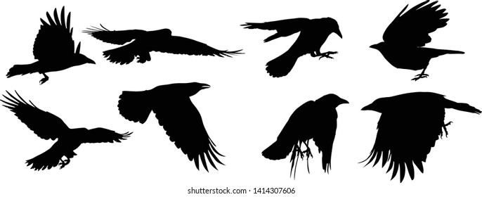 illustration with set of eight crow silhouettes isolated on white background