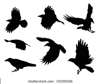 illustration with set of eight crow silhouettes isolated on white background