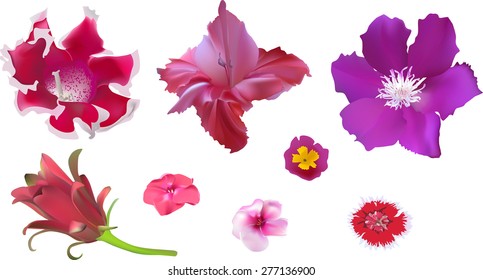 illustration with set of eight pink and red flowers isolated on white background