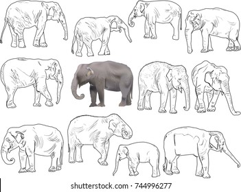 Illustration Set Elephants Isolated On White Stock Vector (Royalty Free ...