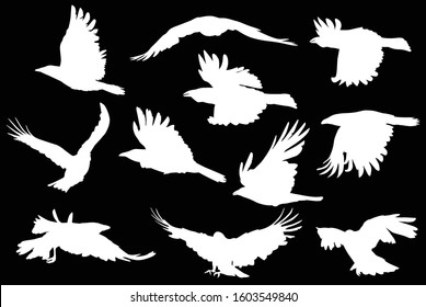 illustration with set of eleven crow silhouettes isolated on black background