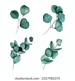 Illustration set of eucalyptus drawn flowers green eucalyptus no background