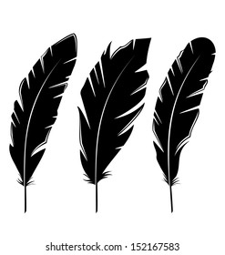 Illustration set feathers isolated on white background - vector