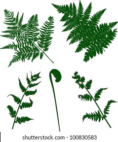 illustration with set of fern silhouettes isolated on white