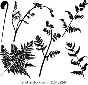 illustration with set of fern silhouettes isolated on white